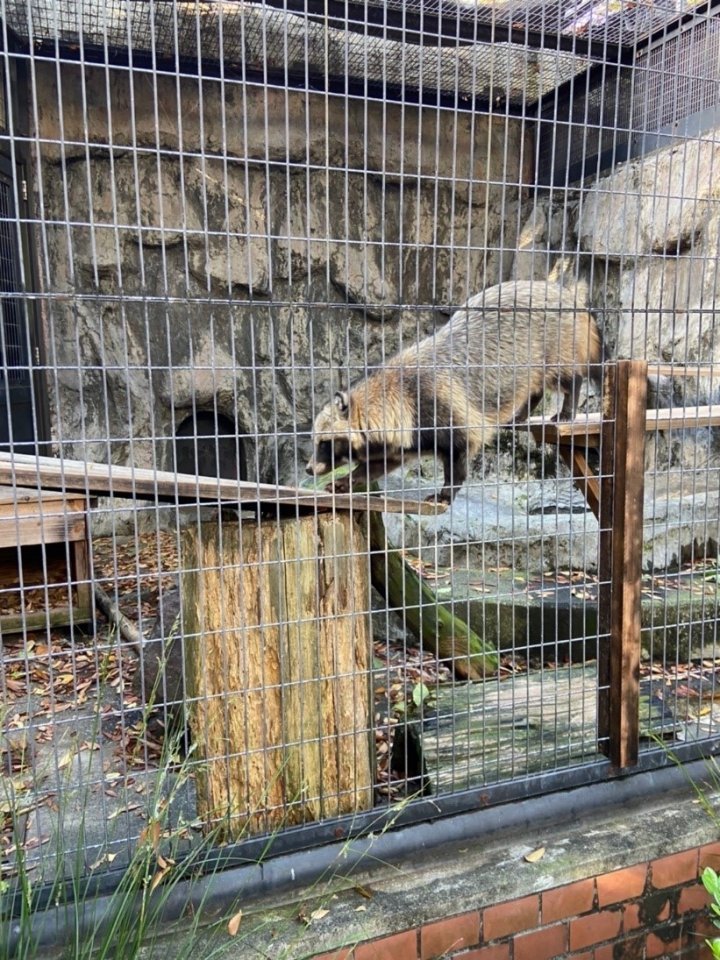 野毛山動物園　アライグマ